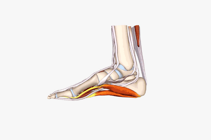 Plantar fascia anatomy